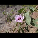 Eine Hibiskusart?